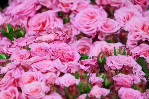 Spring Festivals